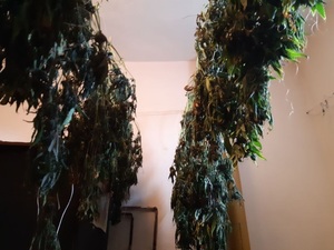 Liście i krzewy marihuany
