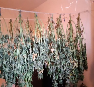 Liście i krzewy marihuany